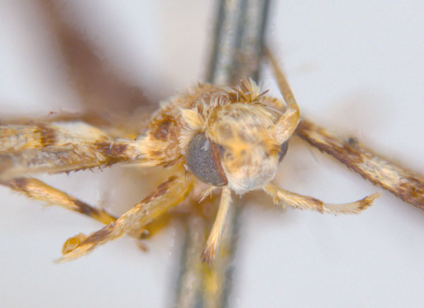 /filer/webapps/moths_gc/media/images/T/trapezoides_Acrocercops_ST_head_ANIC.jpg