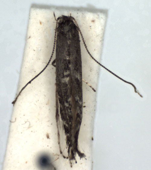 /filer/webapps/moths_gc/media/images/T/traugotti_Parornix_A_WJDP.jpg