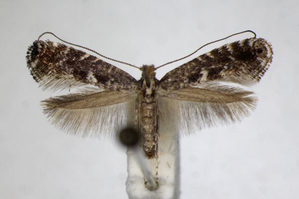 /filer/webapps/moths_gc/media/images/T/traugotti_Parornix_A_ZSM_2.jpg