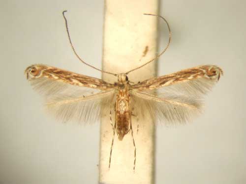 /filer/webapps/moths_gc/media/images/T/treminaStomphastis_PT_TMSA6016.jpg