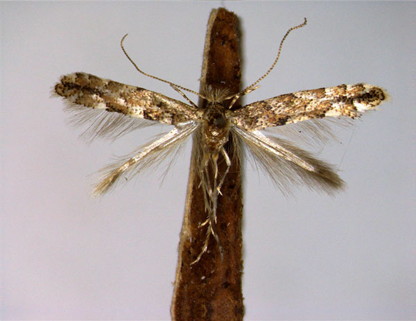 /filer/webapps/moths_gc/media/images/T/tremuloidiella_Phyllonorycter_A_EIHU.jpg