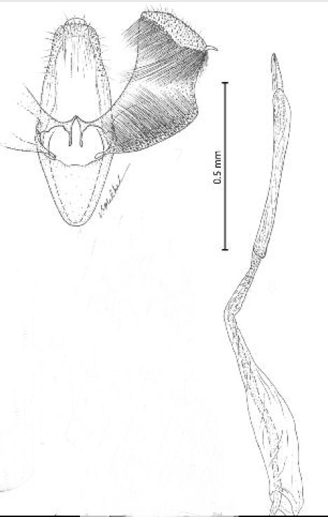 /filer/webapps/moths_gc/media/images/T/triadicae_Caloptilia_GM_Davis etal_2013_286.jpg