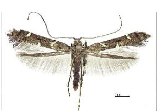 /filer/webapps/moths_gc/media/images/T/triadicae_Caloptilia_HT_Davis etal_2013_285.jpg