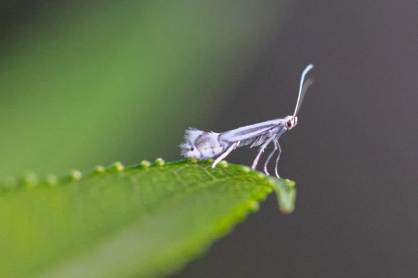 /filer/webapps/moths_gc/media/images/T/triandricola_Phyllocnistis_A_Voith-etal_2024_16.jpg