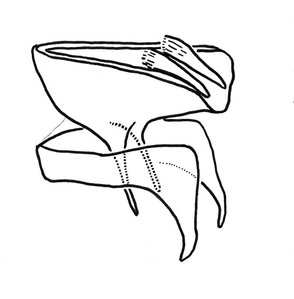 /filer/webapps/moths_gc/media/images/T/triandricola_Phyllocnistis_GF2_Voith-etal_2024_17.jpg