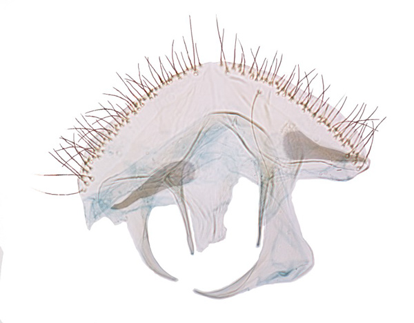 /filer/webapps/moths_gc/media/images/T/triandricola_Phyllocnistis_GF_Voith-etal_2024_17.jpg