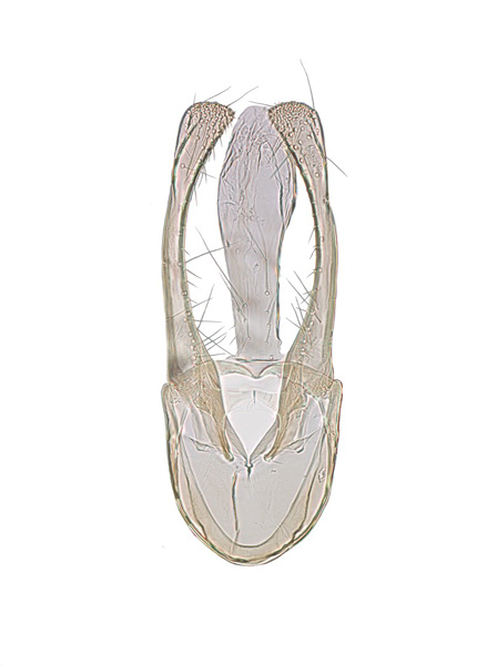 /filer/webapps/moths_gc/media/images/T/triandricola_Phyllocnistis_GM_Voith-etal_2024_17.jpg