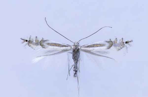 /filer/webapps/moths_gc/media/images/T/triandricola_Phyllocnistis_PT_NHMO.jpg