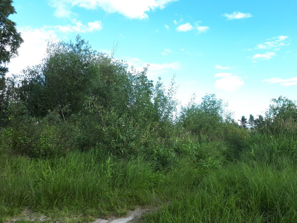 /filer/webapps/moths_gc/media/images/T/triandricola_Phyllocnistis_habitat_Voith-etal_2023_22.jpg
