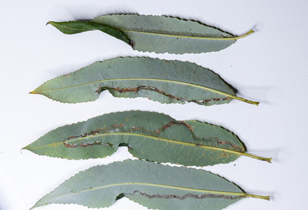 /filer/webapps/moths_gc/media/images/T/triandricola_Phyllocnistis_mine1_Voith-etal_2023_20.jpg