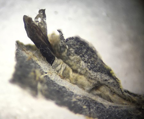 /filer/webapps/moths_gc/media/images/T/triandricola_Phyllocnistis_mine2_Voith-etal_2023_20.jpg