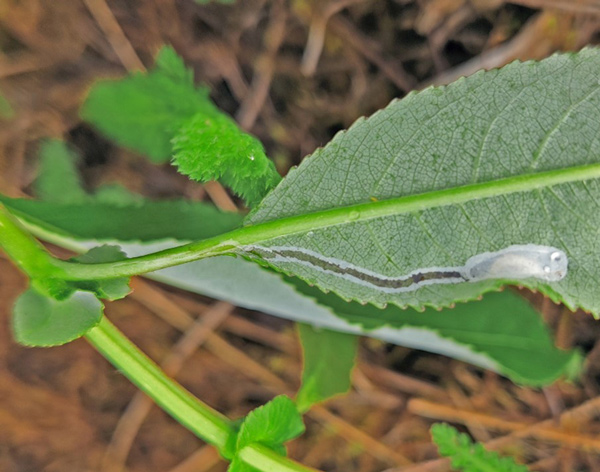 /filer/webapps/moths_gc/media/images/T/triandricola_Phyllocnistis_pupa_Voith-etal_2023_20.jpg