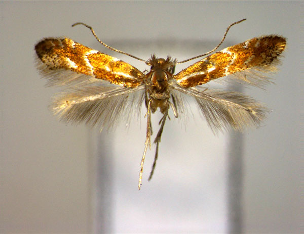 /filer/webapps/moths_gc/media/images/T/tribhuvani_Phyllonorycter_A_EIHU.jpg