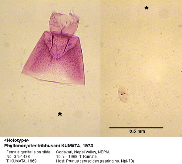 /filer/webapps/moths_gc/media/images/T/tribhuvani_Phyllonorycter_GF_HT_1438_EIHU.jpg