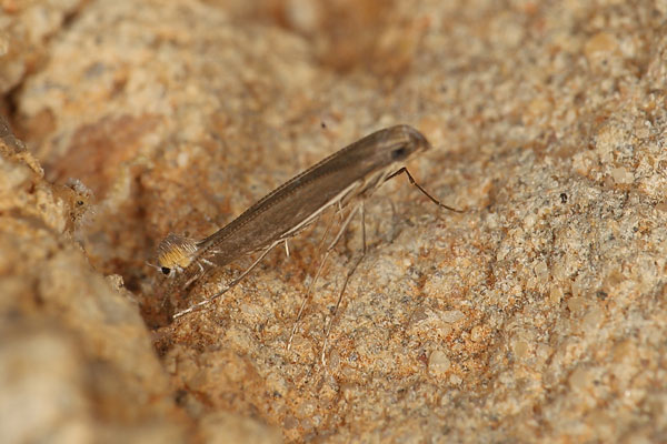 /filer/webapps/moths_gc/media/images/T/triceros_Callicercops_A2_Heyns.jpg
