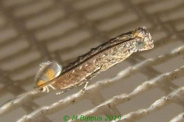 /filer/webapps/moths_gc/media/images/T/triceros_Callicercops_A_Bippus.jpg