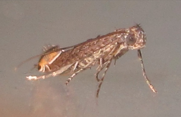 /filer/webapps/moths_gc/media/images/T/triceros_Callicercops_A_Bippus_2019_22.jpg