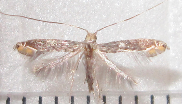/filer/webapps/moths_gc/media/images/T/triceros_Callicercops_A_Bippus_2019_22_14.jpg
