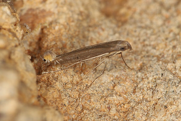 /filer/webapps/moths_gc/media/images/T/triceros_Callicercops_A_Heyns.jpg