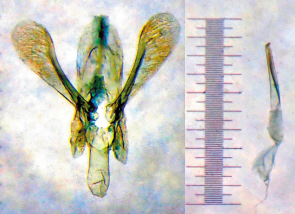 /filer/webapps/moths_gc/media/images/T/triceros_Callicercops_GM_Bippus_2019_25.jpg