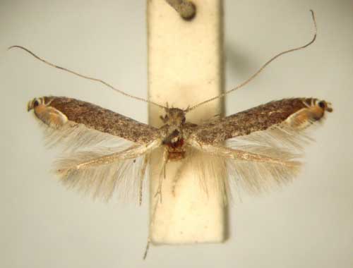 /filer/webapps/moths_gc/media/images/T/triceros_Callicercops_MT_TMSA6113.jpg