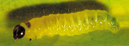 /filer/webapps/moths_gc/media/images/T/triceros_Callicercops_larva_Bippus_2019_22_14.jpg
