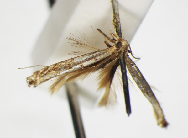 /filer/webapps/moths_gc/media/images/T/trichophysa_Parectopa_ST_1408753_BMNH.jpg