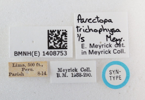 /filer/webapps/moths_gc/media/images/T/trichophysa_Parectopa_ST_1408753_BMNH_Labels.jpg