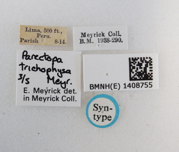 /filer/webapps/moths_gc/media/images/T/trichophysa_Parectopa_ST_1408755_BMNH_Labels.jpg
