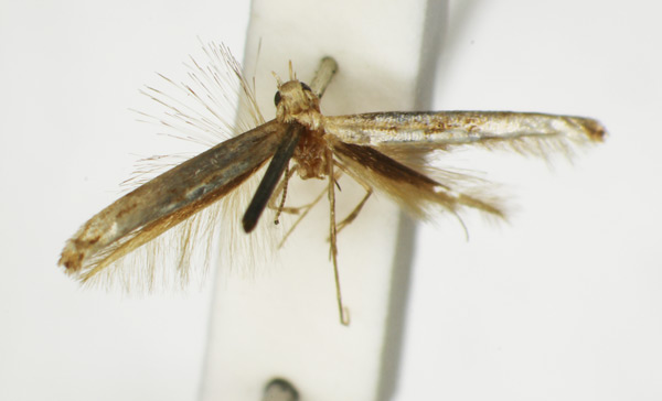 /filer/webapps/moths_gc/media/images/T/trichophysa_Parectopa_ST_1408759_BMNH.jpg