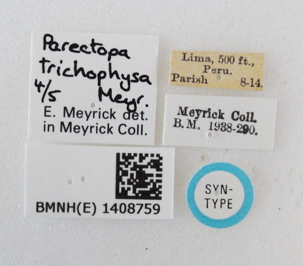 /filer/webapps/moths_gc/media/images/T/trichophysa_Parectopa_ST_1408759_BMNH_Labels.jpg