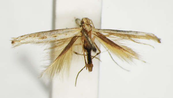 /filer/webapps/moths_gc/media/images/T/trichophysa_Parectopa_ST_1408763_BMNH.jpg