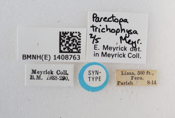/filer/webapps/moths_gc/media/images/T/trichophysa_Parectopa_ST_1408763_BMNH_Labels.jpg