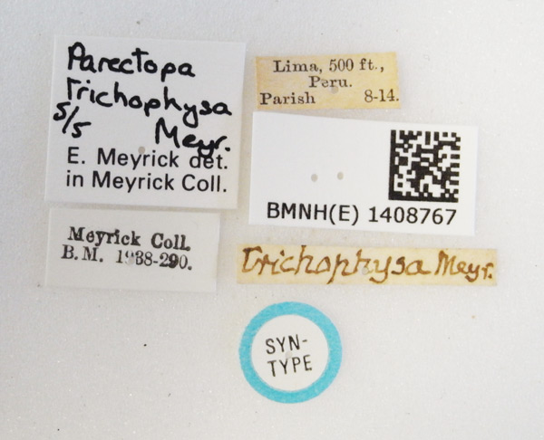 /filer/webapps/moths_gc/media/images/T/trichophysa_Parectopa_ST_1408767_BMNH_Labels.jpg