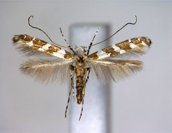 /filer/webapps/moths_gc/media/images/T/tricuneatella_Gibbovalva_A_.jpg