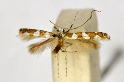 /filer/webapps/moths_gc/media/images/T/tricuneatella_Gibbovalva_A_BMNH(E)-1055784.jpg
