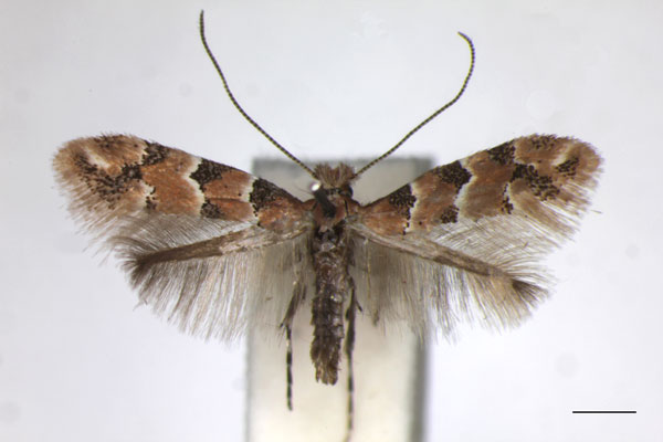 /filer/webapps/moths_gc/media/images/T/trifasciella_Phyllonorycter_A_BMNH_LR.jpg