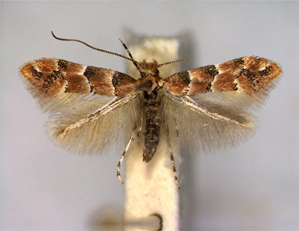/filer/webapps/moths_gc/media/images/T/trifasciella_Phyllonorycter_A_EIHU.jpg