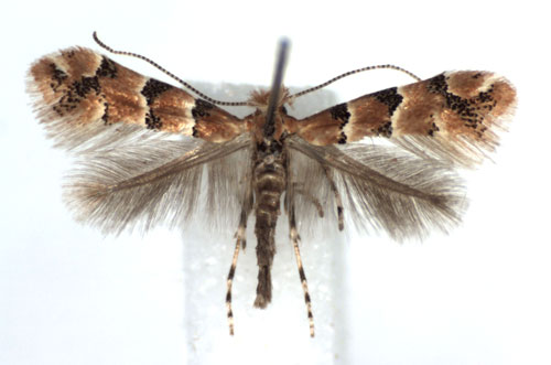 /filer/webapps/moths_gc/media/images/T/trifasciella_Phyllonorycter_A_WJDP.jpg