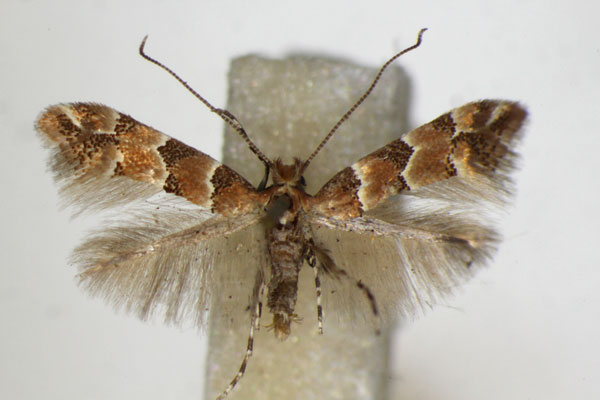 /filer/webapps/moths_gc/media/images/T/trifasciella_Phyllonorycter_A_ZSM_2.jpg