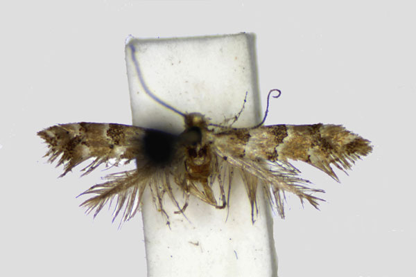 /filer/webapps/moths_gc/media/images/T/trifasciella_Phyllonorycter_LT_YMUK.jpg