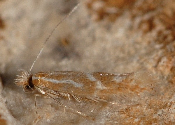 /filer/webapps/moths_gc/media/images/T/triflorella_Phyllonorycter_A_PathPiva.jpg