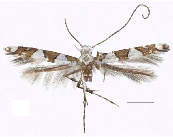 /filer/webapps/moths_gc/media/images/T/trigonidota_Dialectica_AF_RBINS.jpg