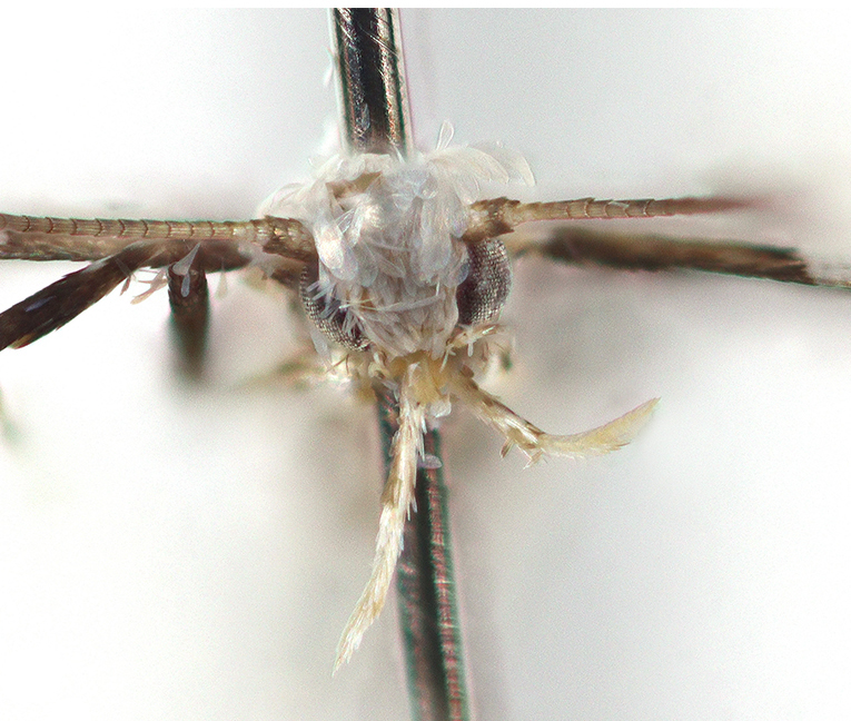 /filer/webapps/moths_gc/media/images/T/trigonidota_Dialectica_head_Sruoga_et_De_Prins_2023_98.jpg