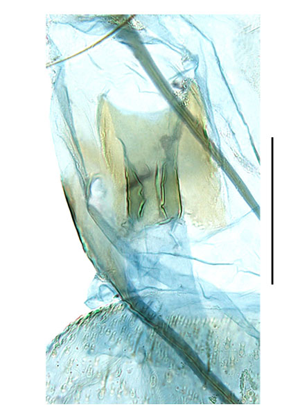 /filer/webapps/moths_gc/media/images/T/trigonidota_Dialectica_ostium_Sruoga-et-De-Prins_2023_98.jpg