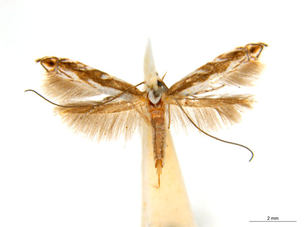 /filer/webapps/moths_gc/media/images/T/trigonophora_Epicephala_AF2_ANIC.jpg