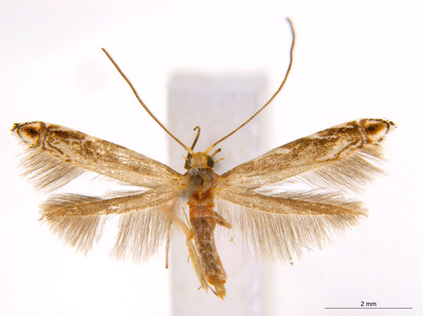 /filer/webapps/moths_gc/media/images/T/trigonophora_Epicephala_AF41_ANIC.jpg