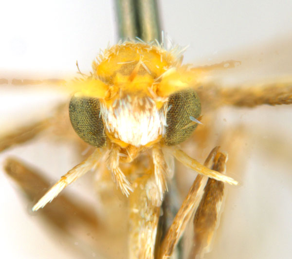 /filer/webapps/moths_gc/media/images/T/trigonophora_Epicephala_AF41_head1_ANIC.jpg