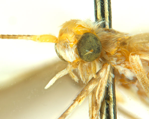/filer/webapps/moths_gc/media/images/T/trigonophora_Epicephala_AF41_head2_ANIC.jpg