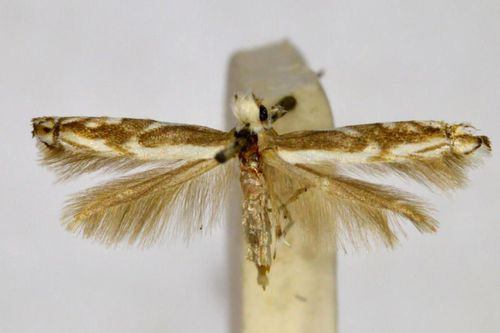 /filer/webapps/moths_gc/media/images/T/trigonophora_Epicephala_A_BMNH(E)-1055702.jpg